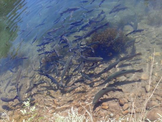 Winthrop National Fish Hatchery